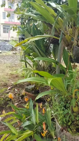 #orquideasrsras #orquideasmaravilhosas #orquideasdelmundo #orquideasexclusivas #orquideasraras #orquideasunicas #orquideasmaravillosas #orquideasnoape #orquideasbrasil #orquideasmacas #orquideasdelaamazonia #viveros #plantas #orquideasecuador @Erika Cozar 
