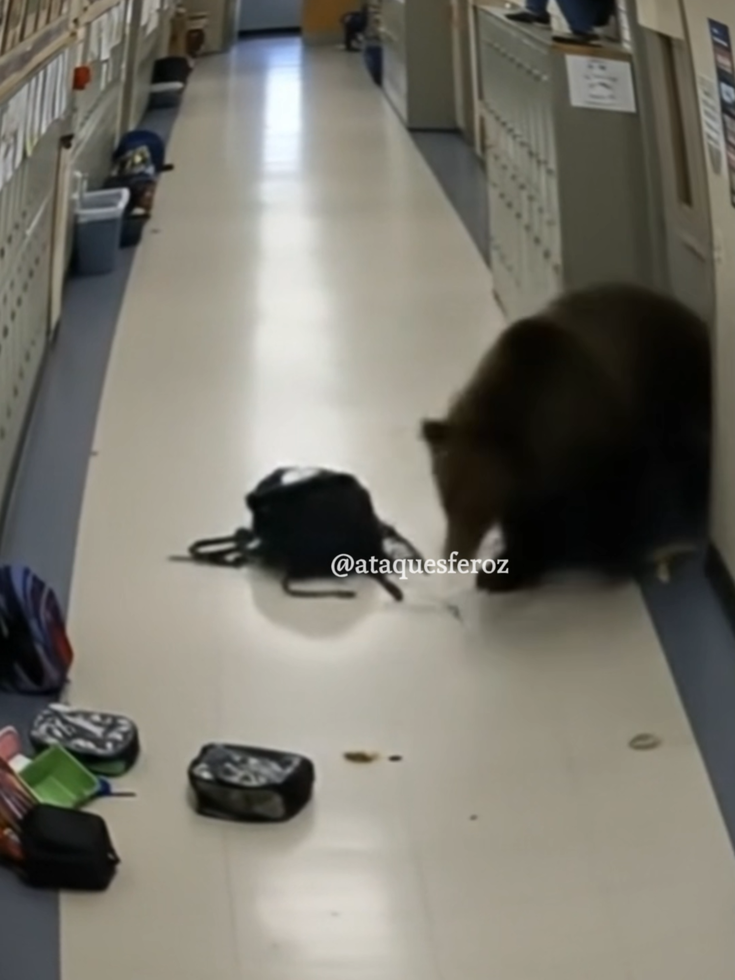 Two Bears Break Into School in #animals #wildanimals #bear #school
