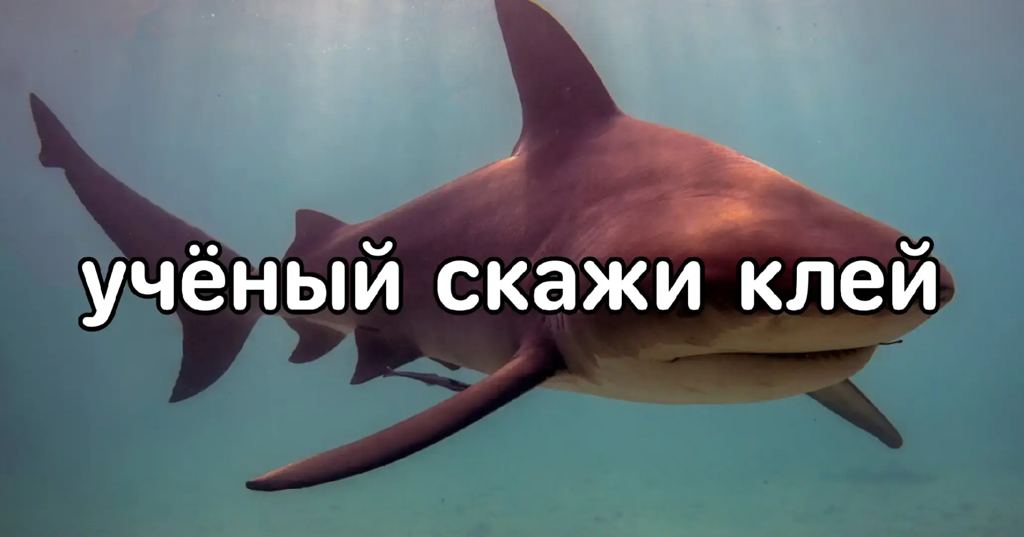 акула