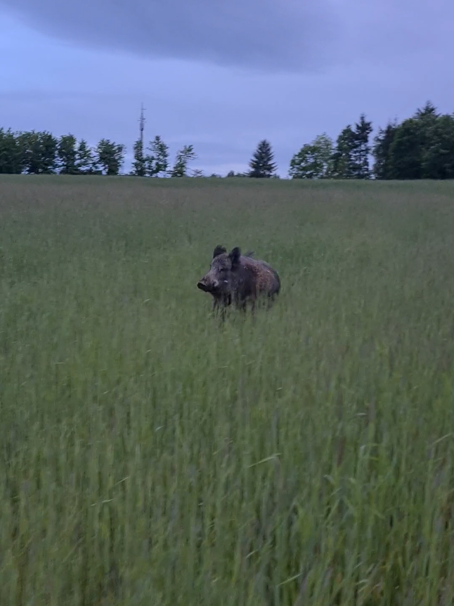 #förster #austria #wildschweine #dorfkind #bauer #landlebenbestesleben #🇦🇹 #wald4tel #🐗 