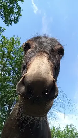 Ida #esel #eselliebe #donkey #donkeylove #donkeylife #donkeysoftiktok #tieresinddiebesserenmenschen #tiereauftiktok #tiervideos 