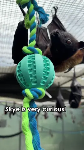 We are having so much fun this #Baturday with some of the amazing enrichment items we recently received from our Wishlist! If you’d like to send the bats a new snack or enrichment item, visit the 🔗 in our bi0! Thank you for your support. 🦇🎁❤️#lubeebatconservancy #animals #bats #cute #florida #nonprofit #fyp #fypシ #funny #fruitbats #flyingfoxes 