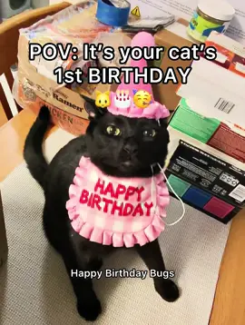 Everyone wish Meow Meow a HAPPY BIRTHDAY!!! 🐱🥰🎉 #pov #cat #birthday #catbirthday 