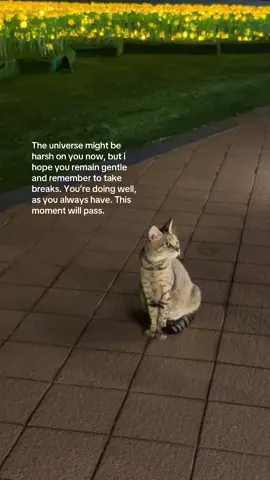 You are doing great. #selflove #reminder #foryoupage #fyp #SelfCare #motivation #mindset #cat 