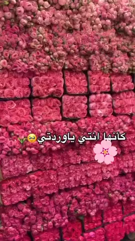 منشني وردتك ‍🥹🌸​​​​​​​​​​​​​​​​​​​​​​​​​​​​​​​​​​​​​​​​​​​​​​​🫶🏻#تصاميم #السلام_عليكم_ورحمة_الله_وبركاته #متابعه_للحساب🌚 #اناشيد_اسلامي 