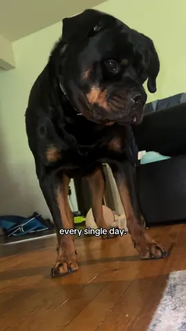 I love that man 😭 #rottweiler #doggiesoftiktok #dogsoftiktok #PetsOfTikTok #rottweilersoftiktok #rottweilersoftiktok 