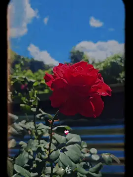 ❤️Me gustas - Joan sebastian ❤️‍🩹🥀#videosparadedicar #videosparadedicar #dedicar #status #canciones #cancionesdeestado #amor 