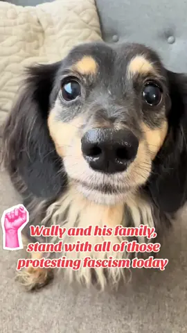 Wally stands with those protesting #nokingsinamerica today be safe out there 