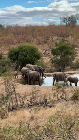 This is África! Ainda sem acreditar que estamos vivendo isso… 😭🥺🧡 #safari #travelling #africa #africadosul #kruger #travel 