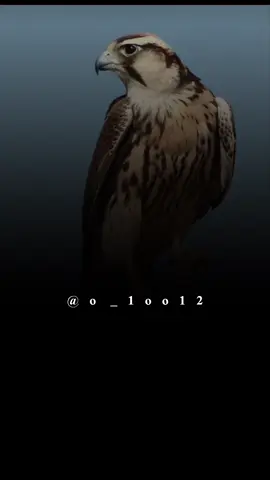 #أكسبلور_شعر_حكم_خواطر 