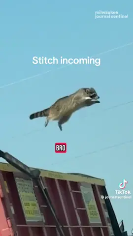 Yep that’s me. @journalsentinel #Vlog #raccoon #ai 