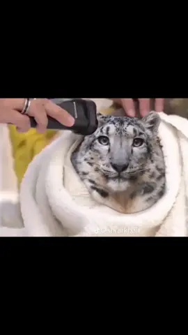 stupid ass creatures #snowleopard #snep 