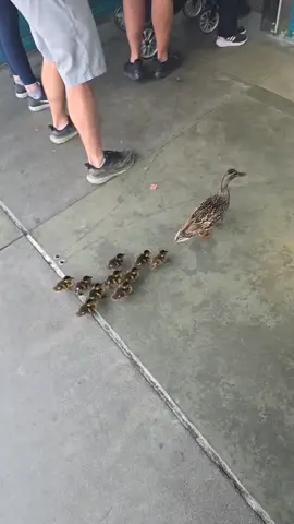 Just a hardworking momma taking her kids to California adventures #ducksoftiktok #californiaadventure @Gabe 