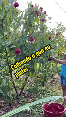Colhendo colorau 