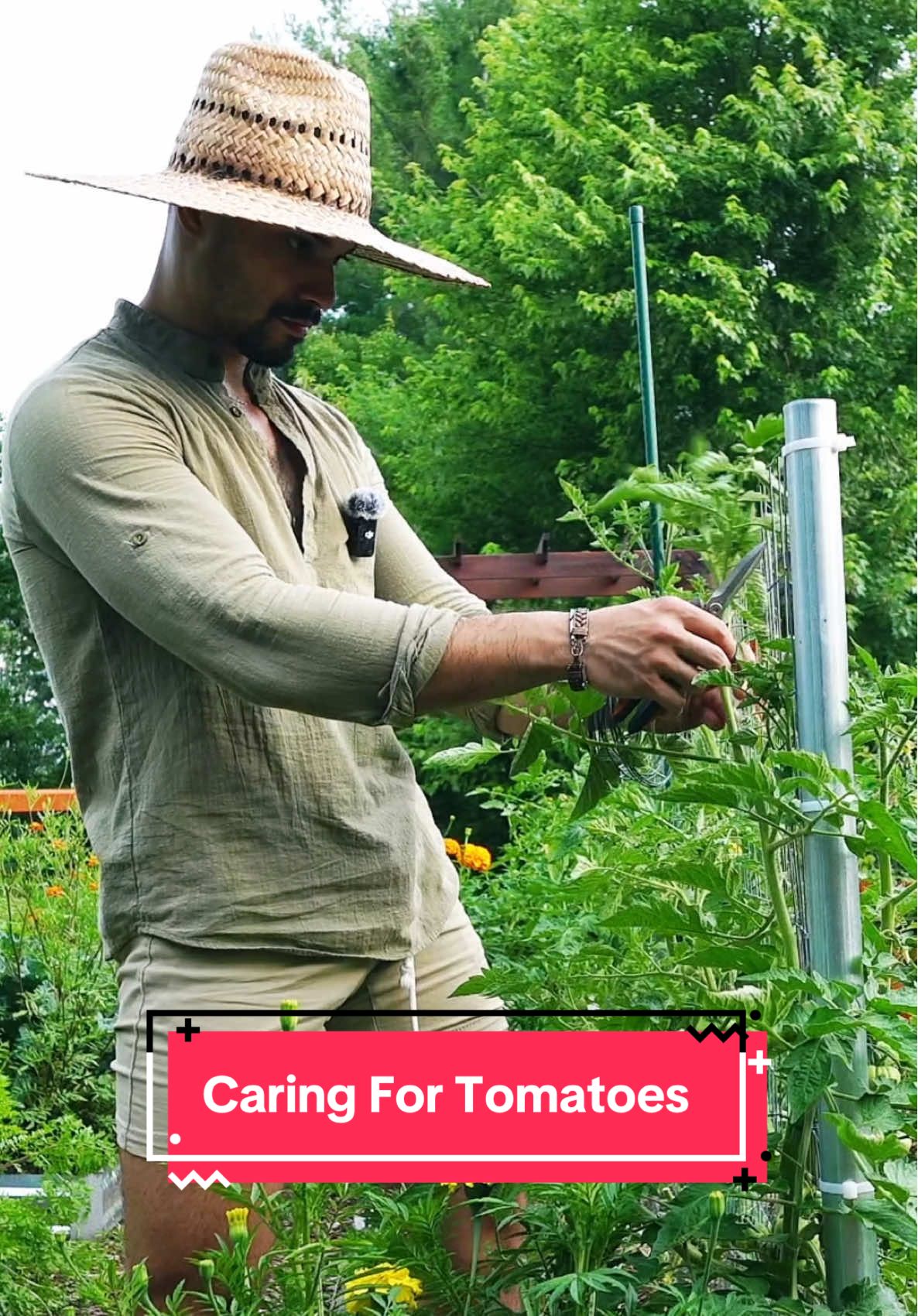 Anyone else out there huffing their maters? 🍅✨ #garden #farmlife #homestead 