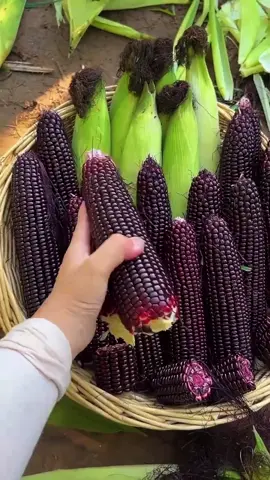 Benih jagung ketan pulut ungu murah. 