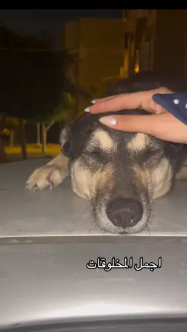 #fy #dog #fyyyyyyyyyyyyyyyy #viral #Love #🐶 