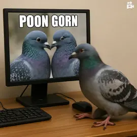 Poon gorn pigeon #pixverseai #pixverse 