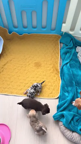 YAY #chihuahuastiktok #chihuahuasoftiktok #chihuahuapuppies #chihuahuapuppy #puppiesoftiktok 