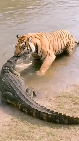 #tiger Vs Crocodile.