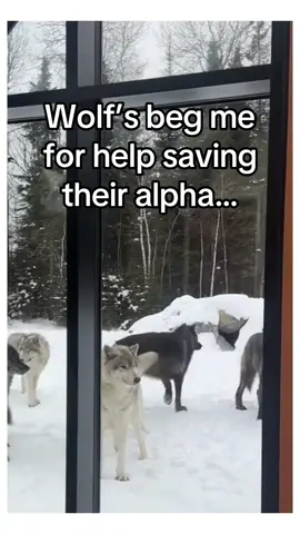 Does this make me the leader ? #wholesome #animals 