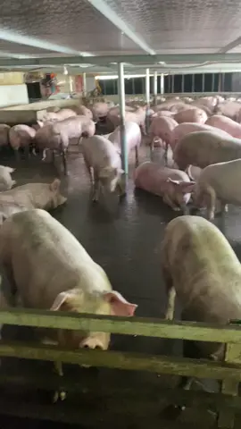 Các bác đoán thử biểu bao nhiêu kg r ạ😆😆