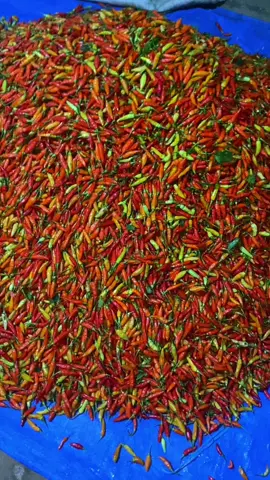 Yang punya panenan cabe ori daerah jember kota asal nota akur siap jemput 🤙🌶️🔥 #copektidor #karyawantuhan #petanicabe #cabeori212 #ori212 #pengepulcabe #cabejember🌶 #petanimuda #pembisnismuda 