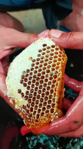 What is the rudest thing that a guest did to your pet in your home？ #reddit #shortstory #redditstories #shorts #fyp #redditreadings #foryou #reddit_tiktok #askreddit 