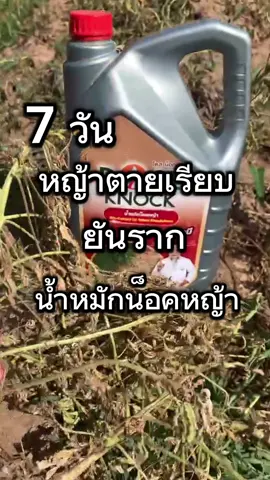 หมักน็อคหญ้า 7 วัน หญ้าตายเรียบยันราก ปลอดภัยไร้สารเคมี#โดสน็อคน้ำหมักคุมหญ้า#fyp #นาข้าว #ชาวนา #ชาวนาไทย #เกษตรกร #เกษตรกรยุคใหม่ #เกษตรรุ่นใหม่ #เกษตรอินทรีย์ #Doseร้านค้าบริษัท ##CapCut 