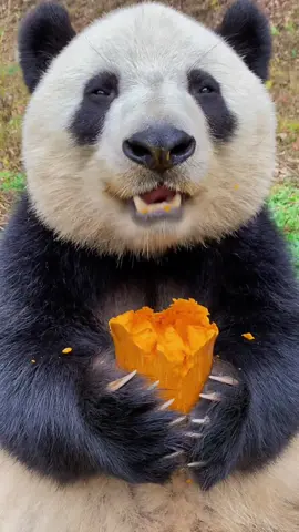 เช้านี้อารมณ์ดี เพราะได้กินฟักทองแทนมันเทศ~ 🐼✨🎃#panda #funny #cute #pet 