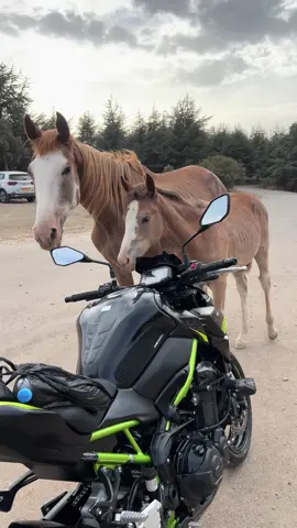 #algeria #moto #z900 #kawzaki #cherea #raptor #algeria #algerie🇩🇿 #fyp #foryoupage #pourtoi #