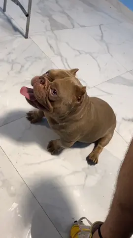 El poder y la rapidez de Thor ☠️☠️☠️😎👌🏻😁 #microbully #americanbully #nanobully #exoticbully #doglover #mascotas #viral #foryou #fyp #parati #humor #tiktok 