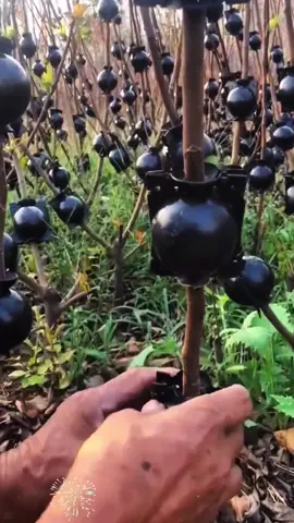 NOTA ตุ้มตอนกิ่งไม้ ทนแรงดึงกิ#สะดวกและใช้งานได้จริง #การแบ่งปันทุกวัน #tiktok 