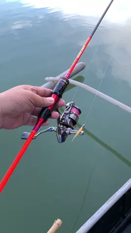 Tackle used: Rod : Focoso Ul 662 Reel : Bearking Athena lll 1500 Mline : Bearking Athena 6lbs/0.05mm Lline : Sawa-D Mantap 2pbs Sbait : Bearking Polaris #ajing #bearking #mavllosfocoso #anglers #bearkingathena #fyp 