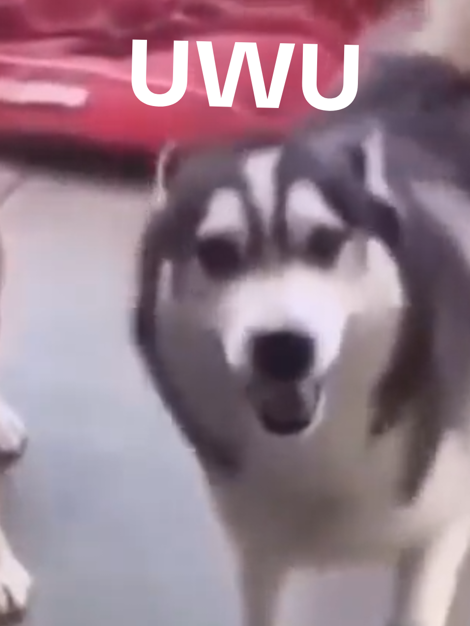 buenas gente #tik #memesos #perro #kawai 
