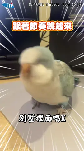 和尚鸚鵡聽「大展鴻圖」嗨爆狂跳舞 震點全在節拍上超有料👍  | 影片授權：Threads／bear_10_08 |#寵物 #寵物迷因#寵物星球 #寵物熱門#寵物的反應#鸚鵡#主人#可愛#萌寵 #鸚鵡日常 #鸚鵡的日常 #鸚鵡超可愛 #大展鴻圖