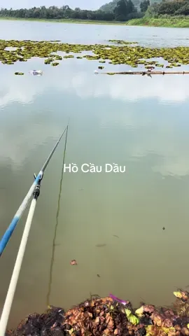 lần đầu đi câu trải nghiệm ở hồ cầu dầu#cauca #fishing #câucagiaitri 