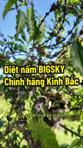Diệt nấm BIGSKY, chính hãng Kinh Bắc