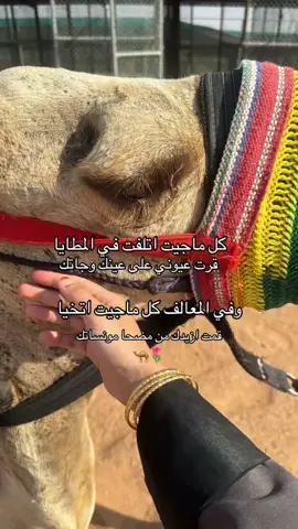 الشيخ ما شاء الله🐪❣️ #اكسبلور #حايل #الخطه #القاعد #هجن #عطايا_الله🐪 
