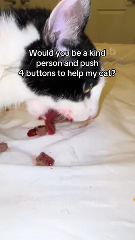 Liam has recently been hospitalized. Please visit the link in my bio for donations #warriorcats #warriorcat #CatsOfTiktok #rescuecat #kittenrescue #catrescue #vettech #vetbills #cattok #catlife #surgery #ShareTheCare #catcolony #cattok #funnycat #catvideo #catfight #fipwarrior #fipwarriors #fip #fipcat #fiptreatment #fipcure #KittensOfTiktok #sickkitten #Sickcat #hurtanimal #AnimalsOfTiktok #fyp #foryoupage