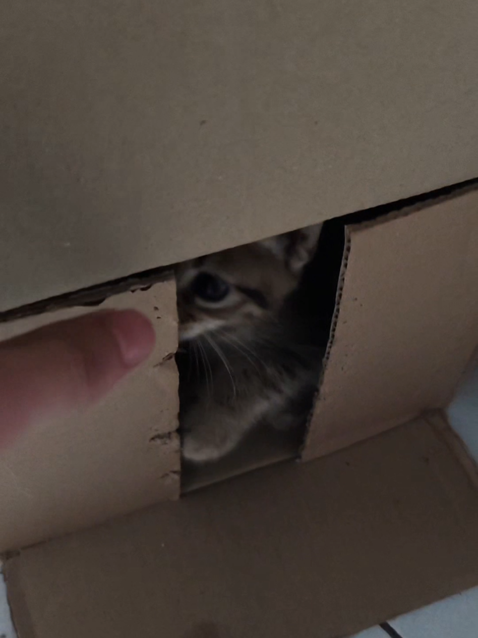 taguan!? ikaw taya #cat #cats #funny #fyp #play #pet #pets