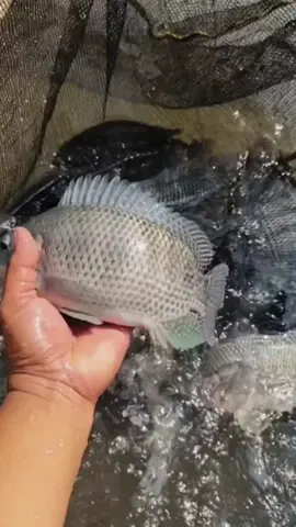 ❤💯 #bibitnilanirwana #kolamtambak #bibitunggul #kolambioflok #petaniikan #petanisukses #bibitikan #budidayaikan #ikannila #mujaer #wanayasapurwakarta #wanayasa #salambudidaya #budidayaikannila #ikannilanirwana #mujaer #kolambeton #petanigaul #petanimuda #nilanirwana #nirwana4 #nilanirwana3 #bioflok #kolamapung #kja #bibitnila #kolambeton #nilabalappp #nilabalappp 