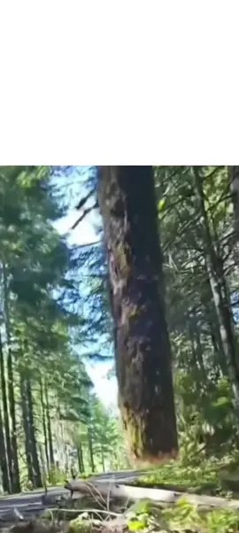I never thought this would happen in real life. #Minecraft #funnyvideo #tree #reallife #minecraftmemes #fyp #viral #xuhuong 