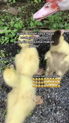 tag temen kalian#sahabat #pedas #makananpedas #pedasgila #fyp #fypage #fyppppppppppppppppppppppp #foryou #fy #4u #4upageシ #galaubrutal #foryoupage 