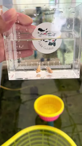 คู่แรกที่แบ่งออกและจะเป็นคู่เดียว(ซากุ คาลาเมล)#fluke_goldfish #ปลาบอลลูน #mollyfish #ปลาบอลลูนน่ารักก 