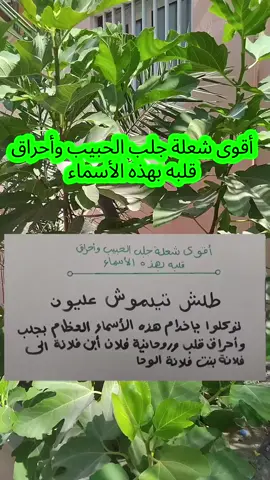 أقوى شعلة جلب الحبيب وأحراق قلبه بهذه الأسماء #جلب_الحبيب #شعلة_جلب_الحبيب #شيخ_روحاني_صادق #الروحاني_ابو_مالك #الشيخ_الروحاني_أبومالك_وآدم #السعودية #الرياض #سعوديات #الامارات #دبي #اماراتيات #عُمان #الكويت #كويتية #كويتيات #البحرين #قطر #الأردن #فلسطين #fyp #viral 