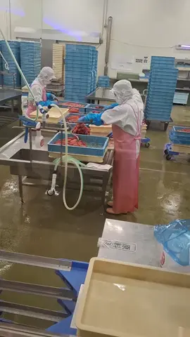 Contoh job pengolahan makanan Mentaiko di jepang  harus sat sett... #mentaiko  #pengolahanmakananjepang  #liveinjapan  #tokuteiginou  #oarai  #fypage  #fypシ゚ 