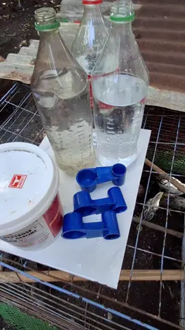 Ugaliing mag painom ng Manok gamit ang ating WATER DRINKER 🐓🐔 Sigurado ka nang malinis na tubig ang naiinom ng manok mo at hydrated din sila palagi... 💖 #waterdrinker  #drinkers  #chicken  ##backyardchickens❤️🐓  #backyardvibes 
