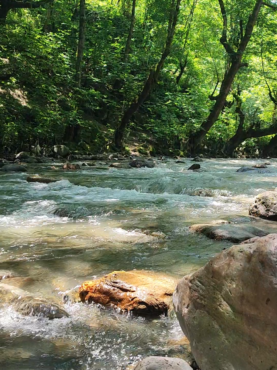 #ايران #شمال_ايرلن #كيلان#رشت #شعر#سمير_صبيح #صدك_شفت_النهر_بس_ماشربت_الماي #طبيعة #تصوير#متابعة #اكسبلور #fypシ #explore 