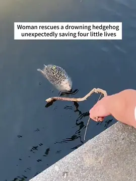 A drowning hedgehog and the surprise of four lives #rescuinganimals #Love #tiktok #funnyvideos 